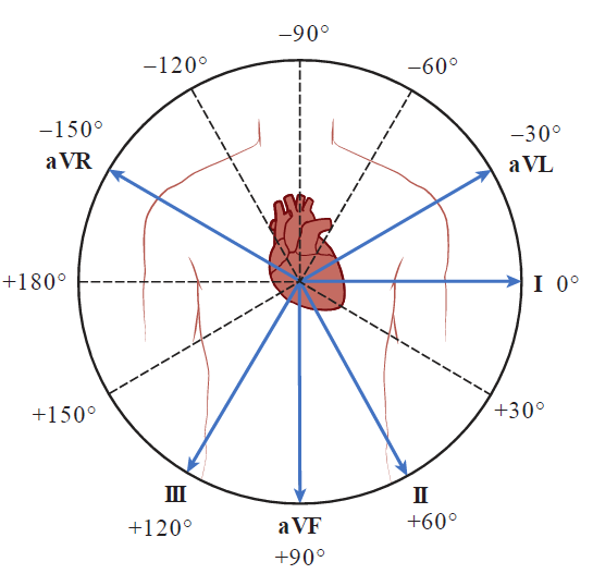 A circular diagram illustrating the hexaxial reference system for ECG limb leads centered on a heart and torso outline. The diagram maps the angular orientations of six frontal plane leads: Lead I at 0°, Lead II at +60°, aVF at +90°, Lead III at +120°, aVR at -150°, and aVL at -30°, with 30-degree increment reference markings around the circle.