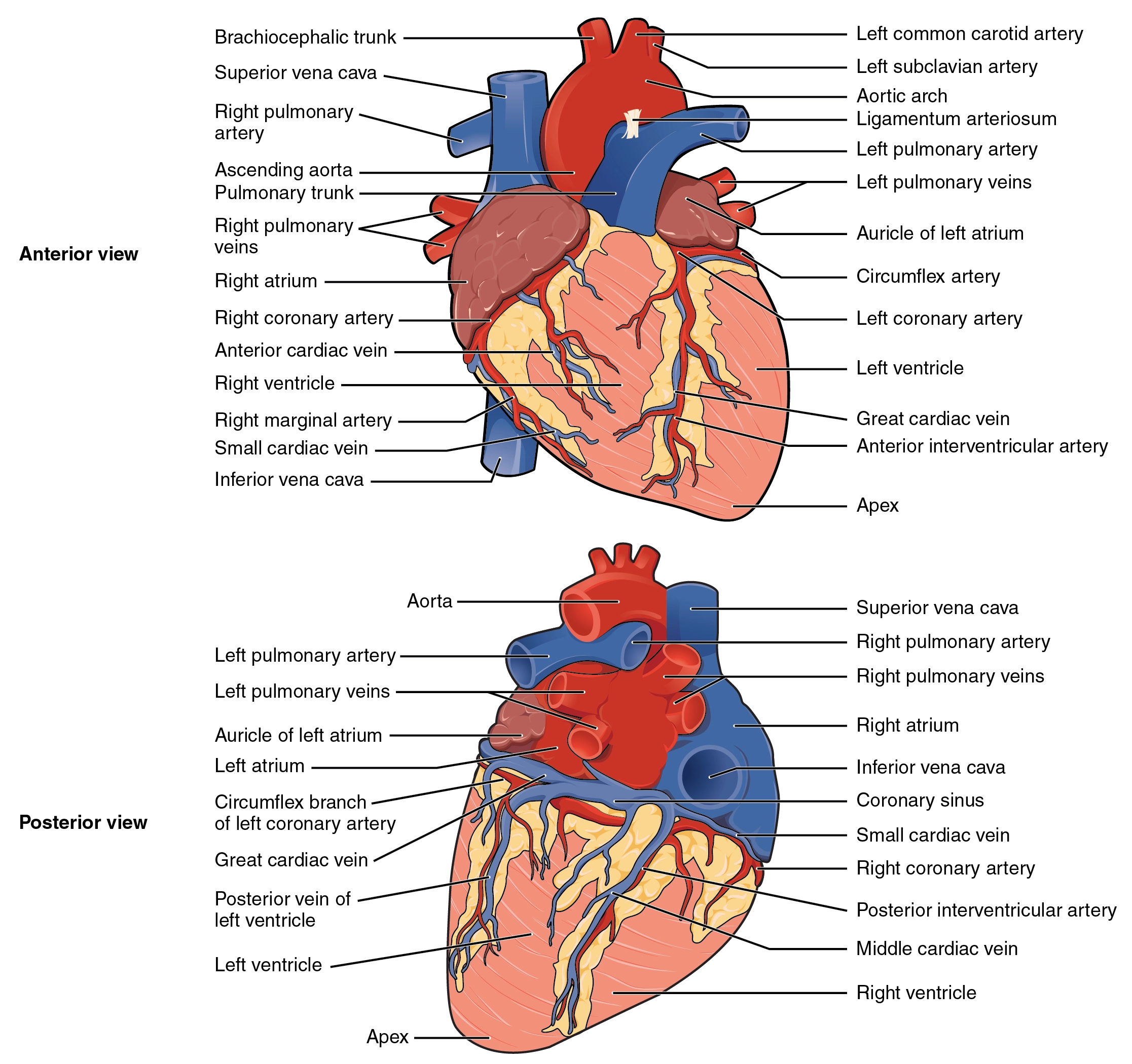 Anatomical diagrams showing the anterior and posterior views of the human heart's outer surface. Key external structures, major blood vessels (such as the aorta, vena cava, and pulmonary vessels), and coronary blood vessels (including the coronary arteries and cardiac veins) are fully labeled.