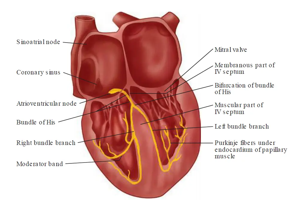 Anatomical diagram of the heart showing the internal pathways of the cardiac conduction system, highlighting the Sinoatrial (SA) node, Atrioventricular (AV) node, Bundle of His, right and left bundle branches, and Purkinje fibers.
