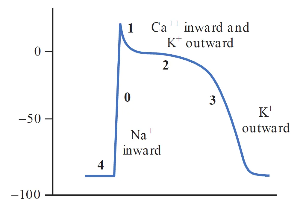 A picture showing cardiac muscle cell action potential, with phase 4 representing resting membrane potential, a rapid and nearly vertical phase 0, a fast partial repolyrization representing phase 1, a plateau representing phase 2, and a rapid repolyrization returning to the resting membrane potential as phase 3
