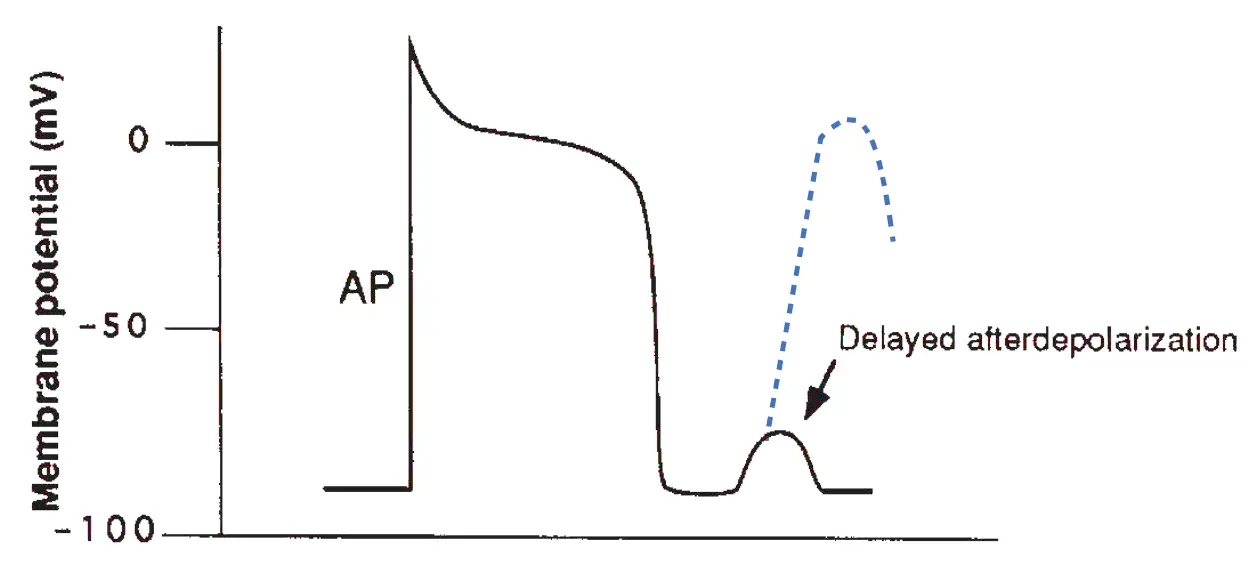 Line graph illustrating a cardiac action potential followed by a delayed afterdepolarization (DAD). The vertical y-axis represents "Membrane potential (mV)" with tick marks at -100, -50, and 0. A solid black line traces the initial cardiac action potential (labeled "AP"), which starts at a baseline resting membrane potential near -90 mV, rapidly depolarizes sharply upward past 0 mV, displays a prolonged plateau phase around 0 mV, and then repolarizes back down to the resting baseline near -90 mV. Following complete repolarization, the solid line rises into a small, rounded transient upward deflection below -50 mV before returning to baseline. An arrow points directly to this hump with the text label "Delayed afterdepolarization". A blue dashed line extends upward from the peak of this small delayed afterdepolarization curve, rising sharply above 0 mV to illustrate a potential triggered full action potential.