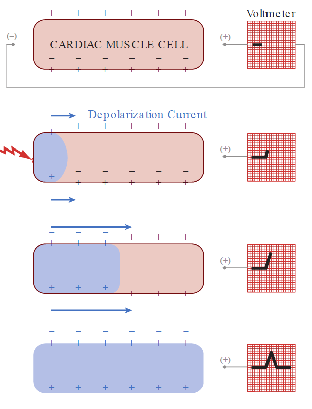 A four-panel sequential diagram illustrating the electrical depolarization of a single cardiac muscle cell and its corresponding positive deflection on a voltmeter. Top panel (Resting State): A fully resting, polarized CARDIAC MUSCLE CELL with positive extracellular charges on the outer membrane surface, negative intracellular charges inside, and a flat baseline reading on the voltmeter. Second panel (Initiation): A red lightning bolt stimulates the left end of the cell, initiating depolarization; blue arrows labeled "Depolarization Current" point toward the positive (+) electrode on the right, causing a slight upward deflection on the voltmeter. Third panel (Progression): The wave of depolarization advances halfway across the cell, enlarging the depolarized area and steepening the upward deflection on the voltmeter trace. Bottom panel (Completion): The cell is fully depolarized with negative outer and positive inner charges, producing a complete positive (upward) waveform peak returning to baseline on the voltmeter.
