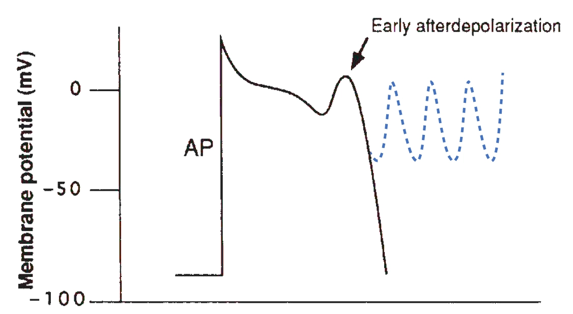 A cardiac action potential graph illustrating an early afterdepolarization (EAD). The vertical axis measures membrane potential in millivolts from -100 to 0 mV. The solid black line traces a cardiac action potential labeled "AP", which shows a rapid upstroke followed by a plateau phase. During the repolarization phase (phase 3), an abnormal upward hump occurs, labeled with an arrow pointing to "Early afterdepolarization". Beyond this peak, a blue dashed wave illustrates how repetitive EADs can lead to triggered activity and arrhythmias such as Torsades de Pointes.