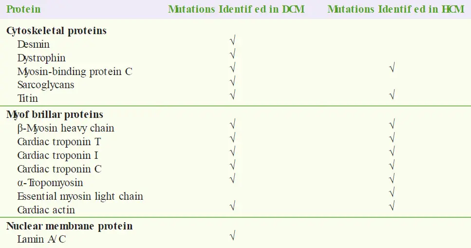 A three-column table detailing gene mutations identified in Dilated Cardiomyopathy (DCM) and Hypertrophic Cardiomyopathy (HCM). Categories include: Cytoskeletal proteins (Desmin, Dystrophin, Myosin-binding protein C, Sarcoglycans, Titin), Myofibrillar proteins ($\beta$-Myosin heavy chain, Cardiac troponin T, Cardiac troponin I, Cardiac troponin C, $\alpha$-Tropomyosin, Essential myosin light chain, Cardiac actin), and Nuclear membrane protein (Lamin A/C), with checkmarks indicating which mutations are associated with DCM, HCM, or both.