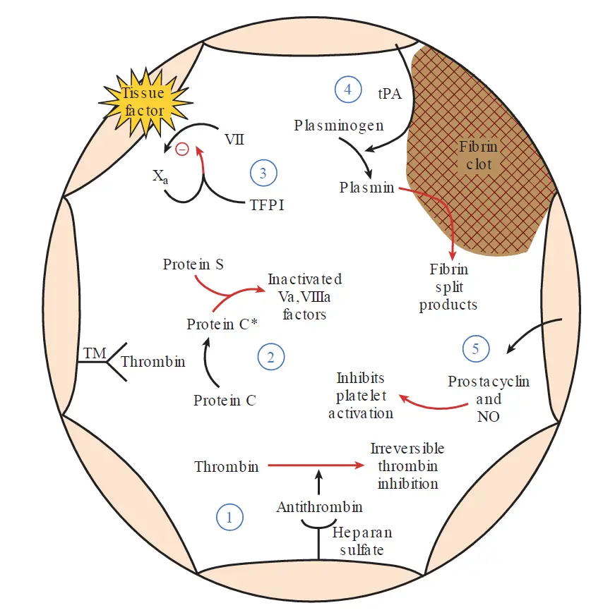 Diagram of physiological antithrombotic mechanisms inside a blood vessel, illustrating antithrombin, protein C and S, TFPI, tPA, and endothelial prostacyclin and nitric oxide.