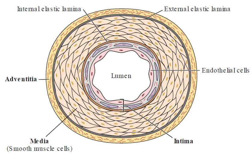Cross-section diagram of a normal blood vessel wall labeling the three primary layers: the innermost intima lined with endothelial cells, the thick middle media composed of smooth muscle cells, and the outer adventitia. The internal and external elastic laminae are also highlighted as boundaries between the layers.