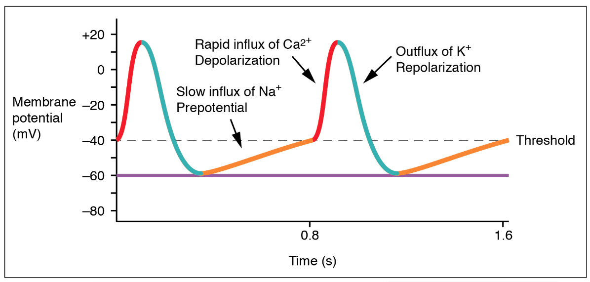 A graph demonstrating a cardiac pacemaker action potential over time in seconds, plotting membrane potential in millivolts. It illustrates three distinct phases: a slow upward-sloping prepotential driven by a slow influx of sodium ions (Na+), a rapid depolarization phase exceeding the -40 mV threshold driven by a rapid influx of calcium ions (Ca2+), and a repolarization phase returning to -60 mV caused by an outflux of potassium ions (K+).