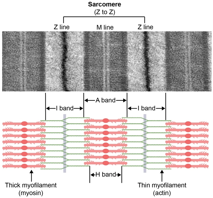 A two-part diagram illustrating the structure of a muscle sarcomere. The top portion features a black-and-white transmission electron micrograph showing the striation pattern with Z lines and the central M line. The bottom portion is a matching colored schematic diagram detailing the microfilament alignment, specifically labeling the Z line boundary, M line, I band, A band, H band, thick myofilaments (myosin), and thin myofilaments (actin).