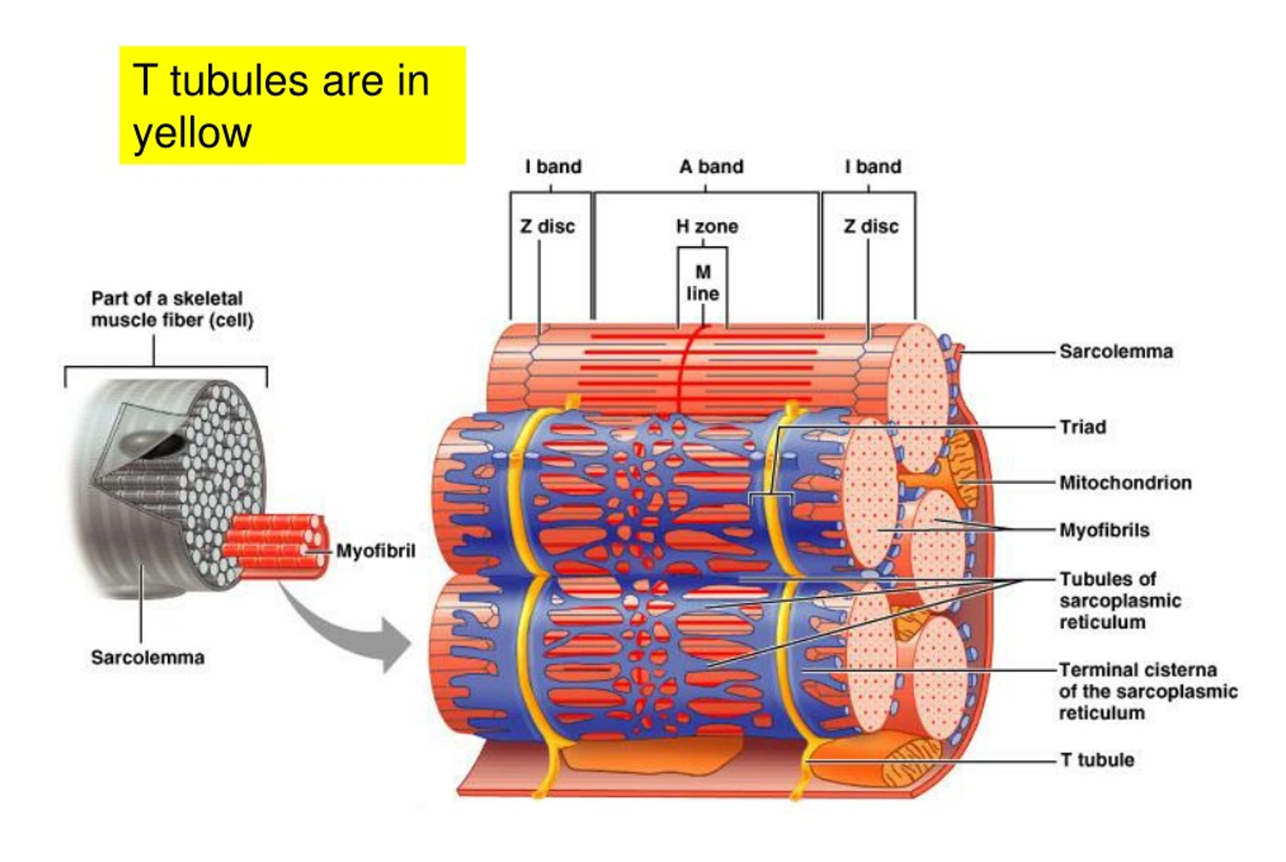 Anatomical diagram detailing the microstructure of a skeletal muscle fiber. A smaller inset on the left shows a segment of a muscle fiber with an extending myofibril. The main 3D illustration shows individual myofibrils wrapped in a blue network of the sarcoplasmic reticulum, highlighted by yellow transverse (T) tubules intersecting at the triads. Labels point to the sarcolemma, mitochondrion, terminal cisterna, tubules of the sarcoplasmic reticulum, and a breakdown of sarcomere bands (I band, A band, Z disc, H zone, M line).
