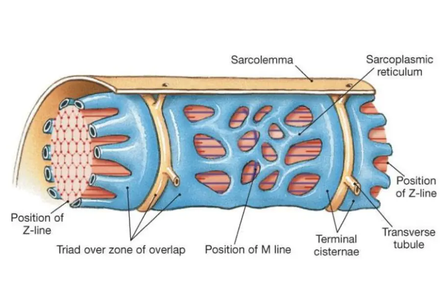 Anatomical diagram illustrating the arrangement of a muscle fiber triad. A cylindrical myofibril is enveloped by the light blue network of the sarcoplasmic reticulum, showing the enlarged terminal cisternae running parallel to the rings of the yellow transverse tubules. Key features are labeled, including the outer sarcolemma, position of the Z-line, position of the M-line, and a triad over the zone of overlap.